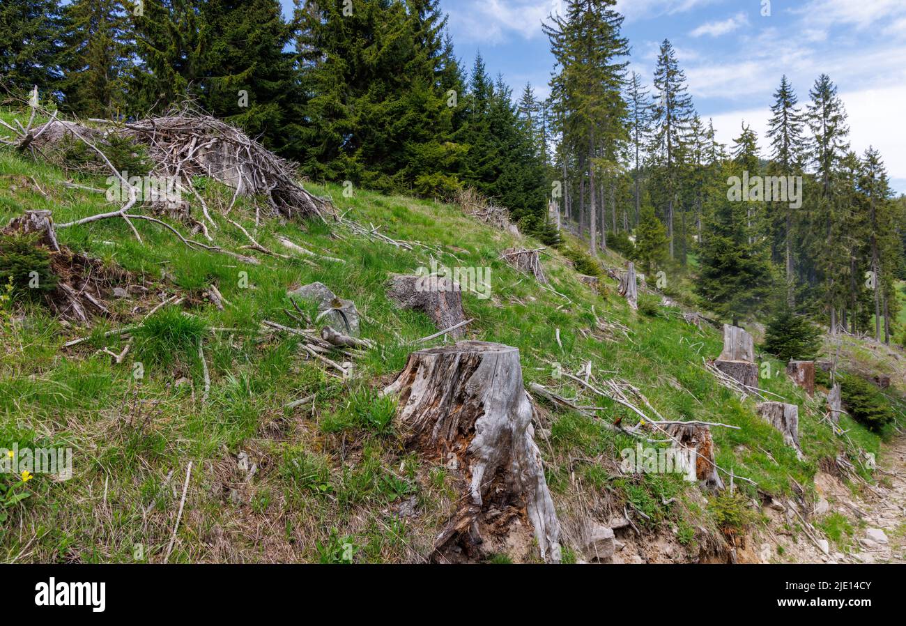 Selvaggia foresta vuota di calve con abeti secchi tagliati e dispersi rami interrotti abbandonati e verde di montagna vegetazione primaverile contro un blu nuvoloso br Foto Stock