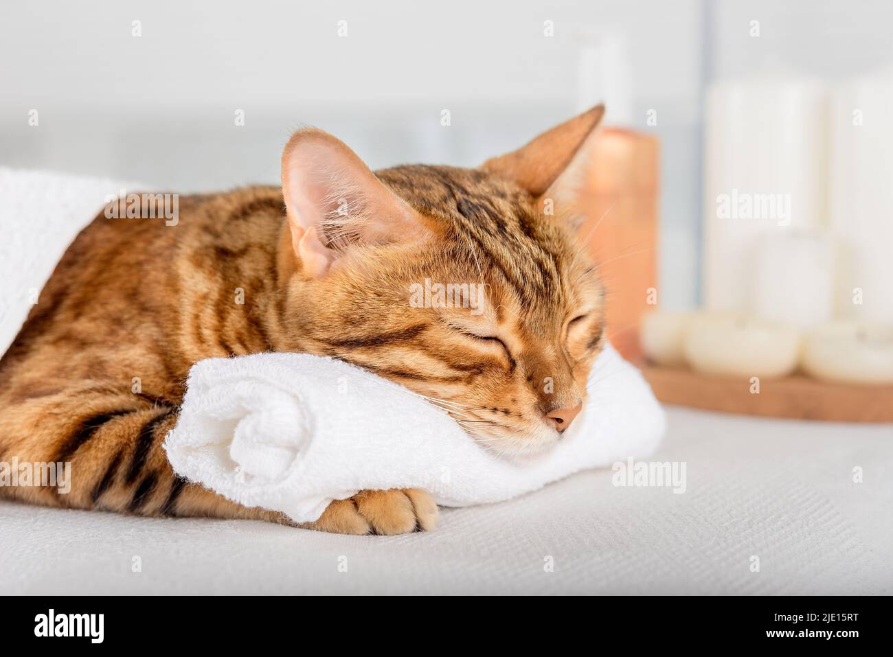 Gatto bengala con massaggio corpo nella spa. Kitty domestico riposante sui letti di massaggio nella spa di lusso e nel centro benessere. Foto Stock