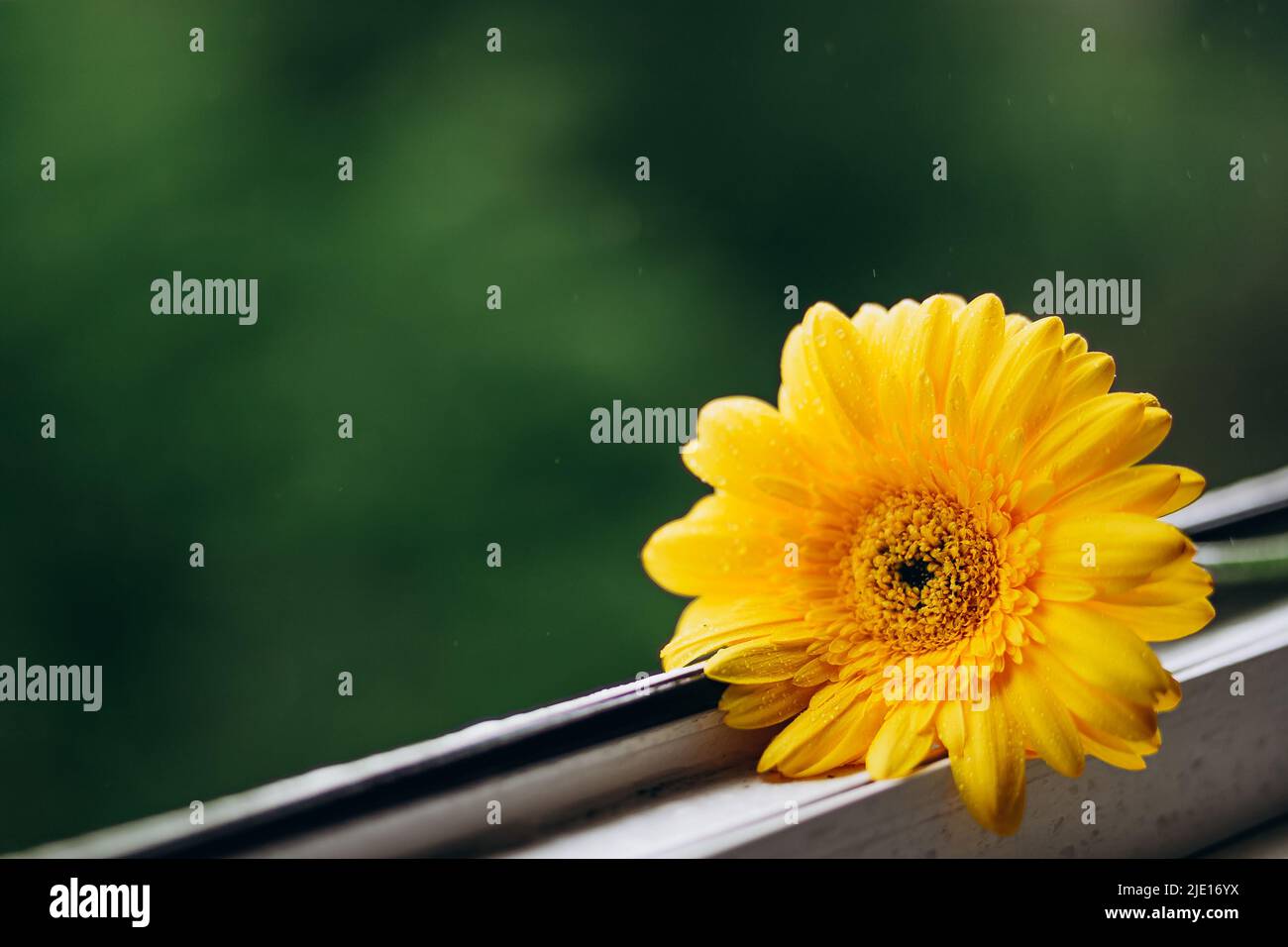 Primo piano foto di un fiore di gerbera giallo su una finestra in luce diurna. Banner naturale con fiori. Fiore su sfondo verde con pioggia. Trend principale co Foto Stock