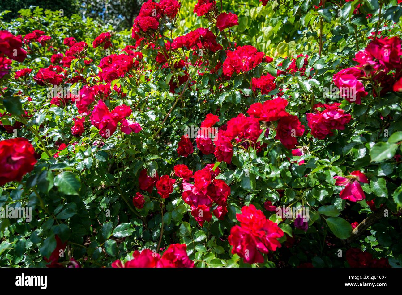 Rosa (Flower Carpet Red Velvet) = 'Noare' Foto Stock