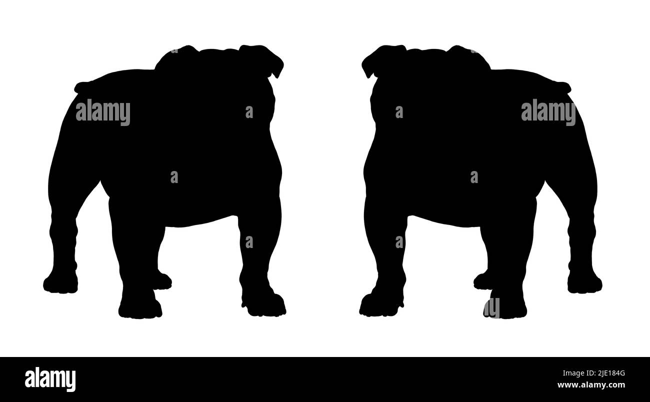 Disegno inglese carino del bulldog. Illustrazione isolata con il cane dolce. Illustrazione britannica del bulldog. Foto Stock