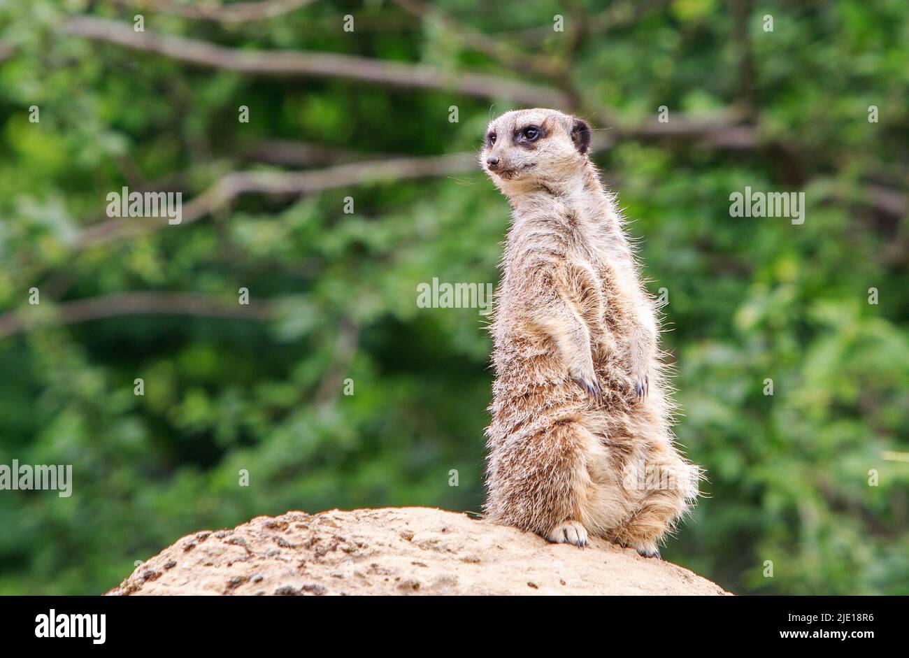 Meerkat in piedi sulle gambe posteriori su un grosso masso mantenendo uno sguardo fuori Foto Stock