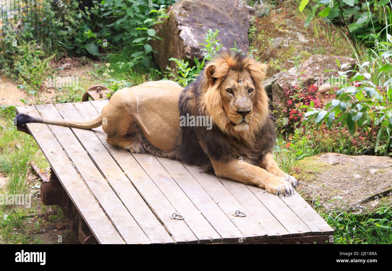 Leone maschio asiatico poggiato su una piattaforma in legno, con uno sfondo naturale cespuglio Foto Stock