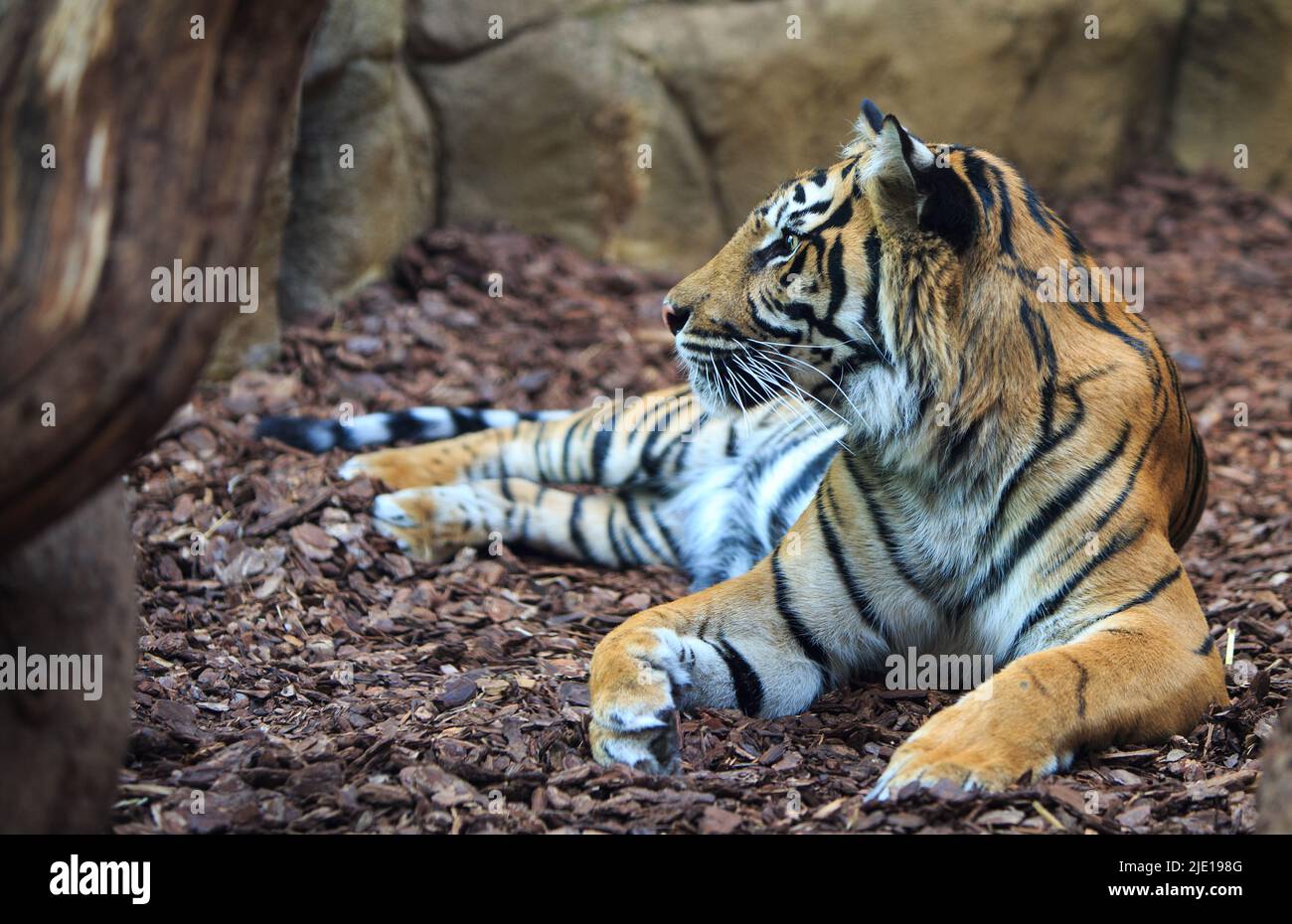 Profilo laterale di una bella Sumatran Tiger (Panthera tigris) sondaica contro uno sfondo naturale - il fuoco è sul viso Foto Stock
