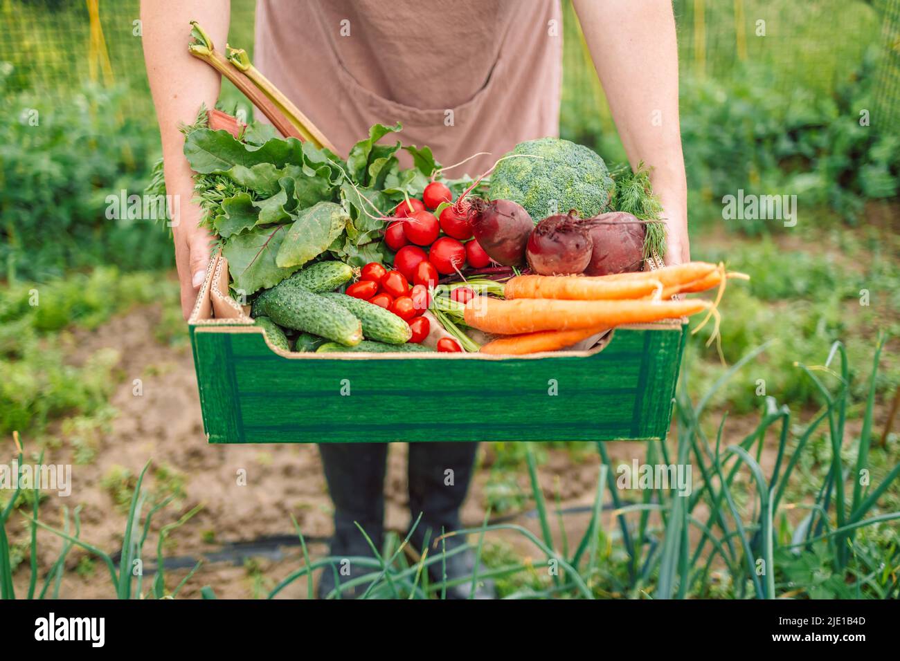 Donna contadina che tiene la scatola di carta verde piena di verdure fresche crude. Coltivatore biologico che raccoglie verdure fresche sulla sua fattoria Foto Stock