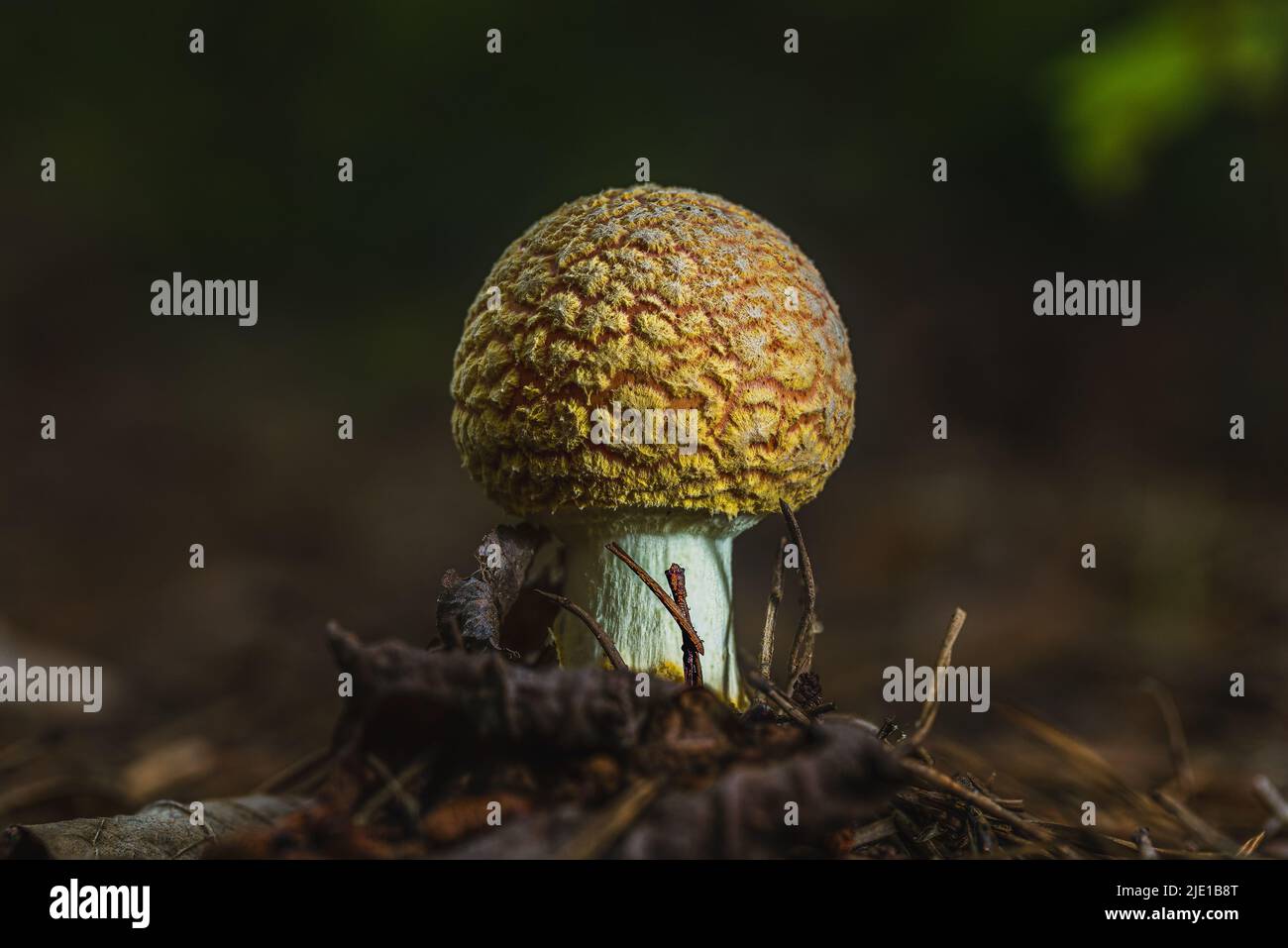 Fungo giallo americano Blusher che emerge dal pavimento della foresta. Foto Stock