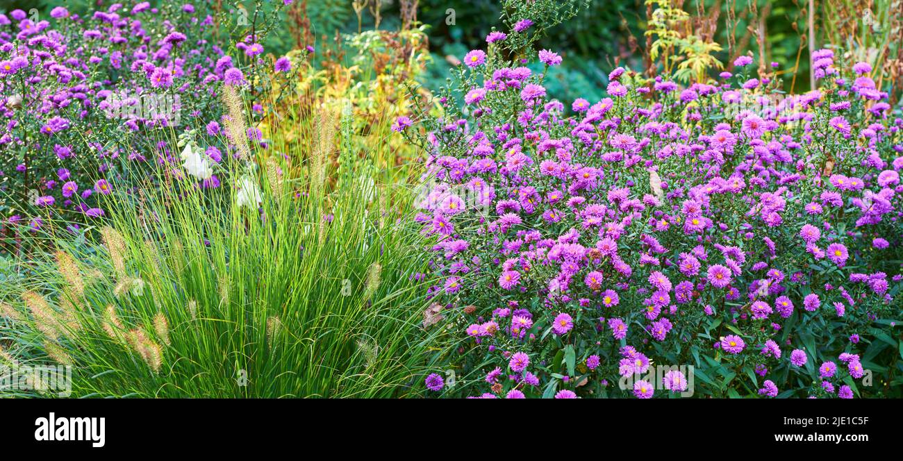 Fiori di rosa viola in una pianta decorativa giardino. Un giardino di tutte le stagioni. Una vista di fiori in fiore con piante diverse in una giornata di sole. R Foto Stock