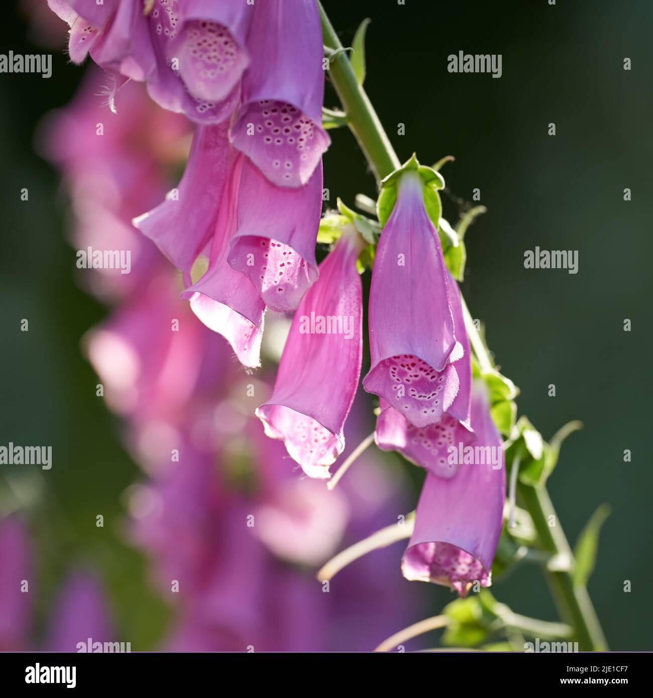Guanti Foxguantes viola in fiore nel suo ambiente naturale in estate. Digitalis purpurpurea che cresce in un giardino botanico in natura. Piante da fiore Foto Stock