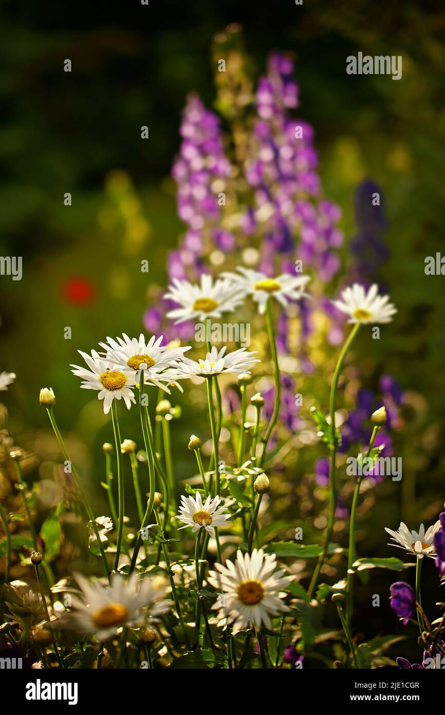 Fiori a margherita in piena fioritura nel suo ambiente naturale in estate. Margherite bianche e luminose che crescono in un giardino botanico in natura. Piante da fiore Foto Stock