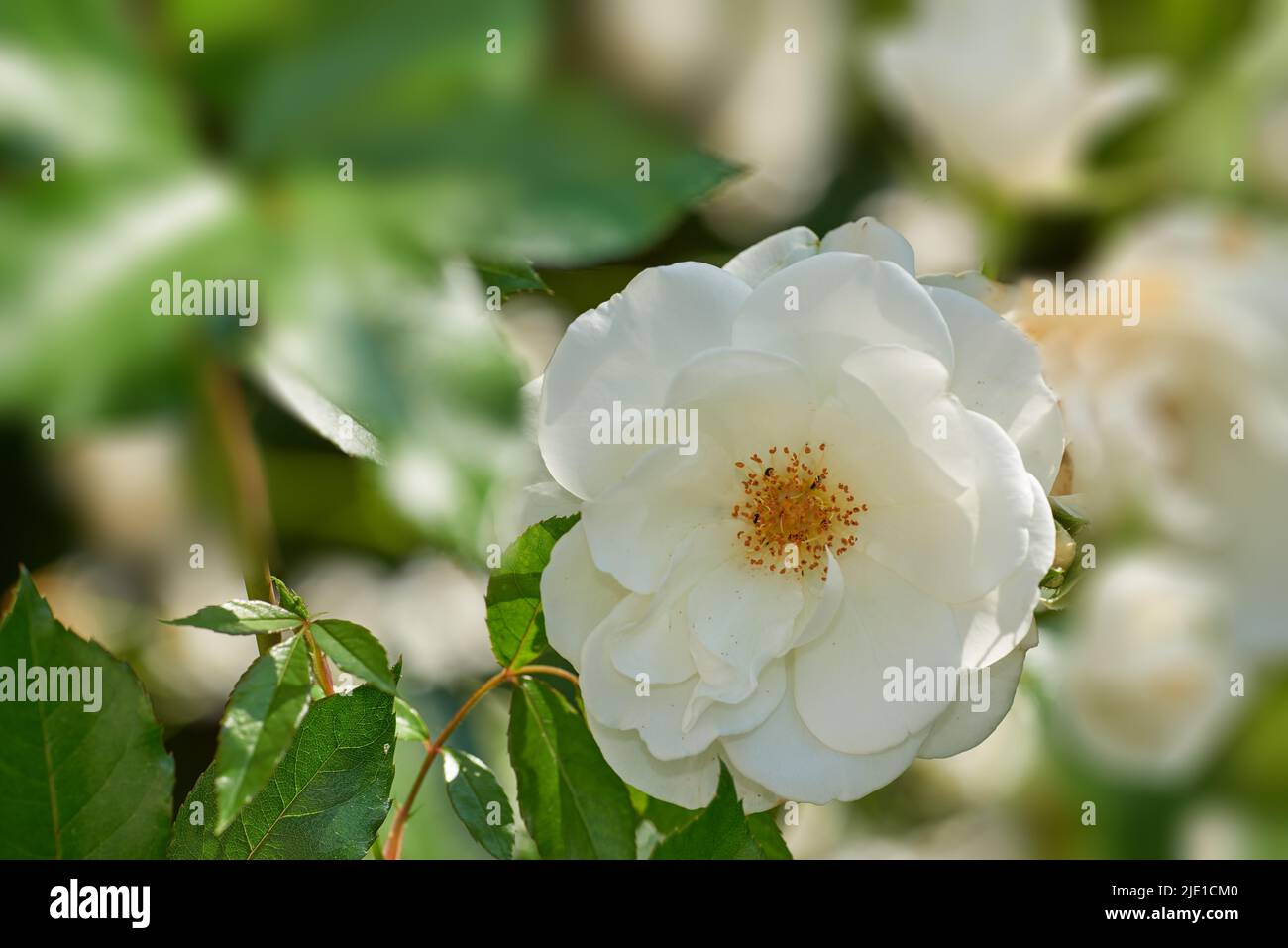 immagini di una rosa bianca