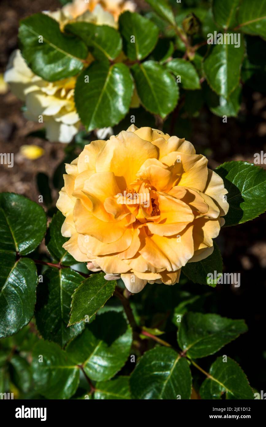 Rosa Welwyn Garden Glory 'Harzumber' Foto Stock