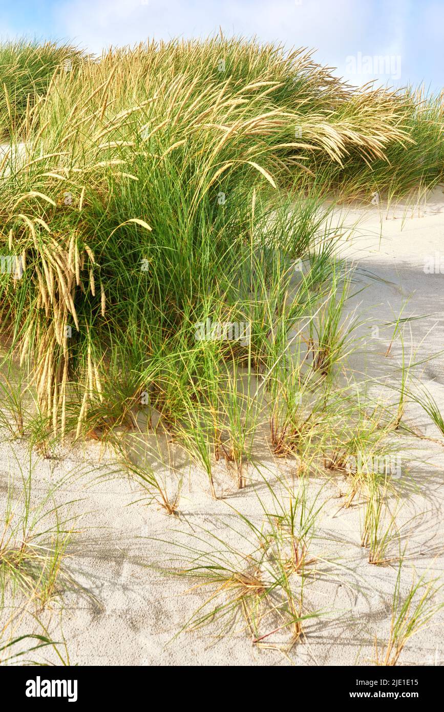 Paesaggio di dune di sabbia sulla costa occidentale dello Jutland a Loekken, Danimarca. Primo piano di ciuffi di erba verde e canne marroni che crescono su una spiaggia vuota Foto Stock