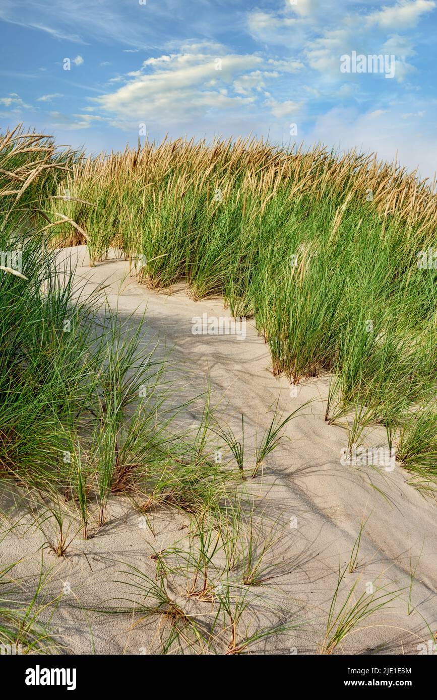 Paesaggio di sabbia sulla costa occidentale dello Jutland a Loekken, Danimarca. Primo piano di ciuffi di erba che crescono su una duna vuota con cielo blu e copyspace Foto Stock