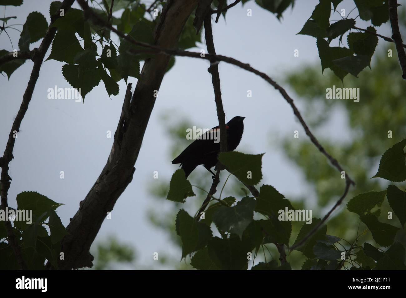 Uccello nero con piuma rossa Foto Stock