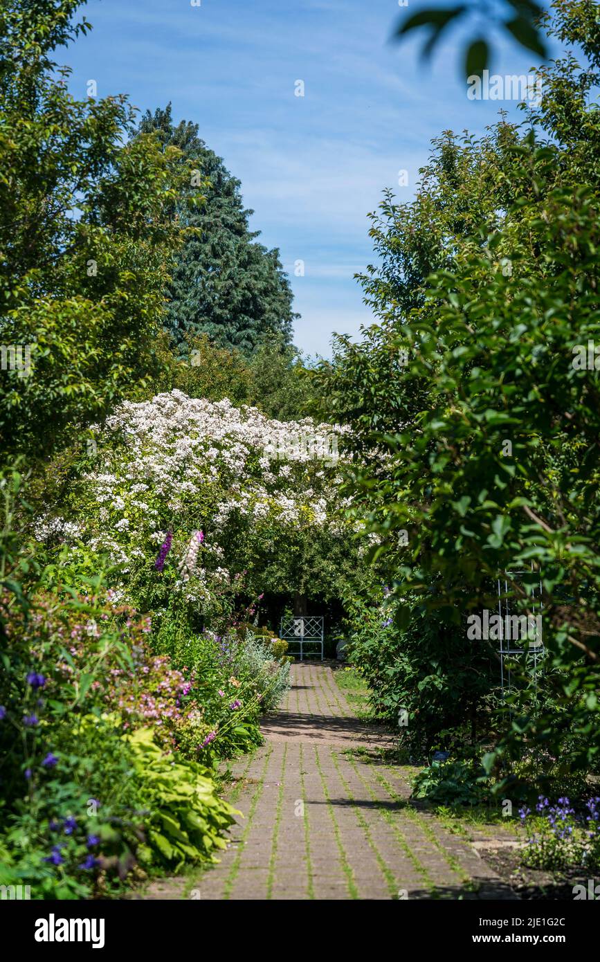 Rosa mulliganii, Mulligan si è innalzato su un arco nel Giardino del Cottage, RHS Wisley Gardens, Surrey, Inghilterra, Regno Unito Foto Stock Rosa mulliganii, Mulligan si è innalzato su un arco nel Giardino del Cottage, RHS Wisley Gardens, Surrey, Inghilterra, Regno Unito Foto Stock