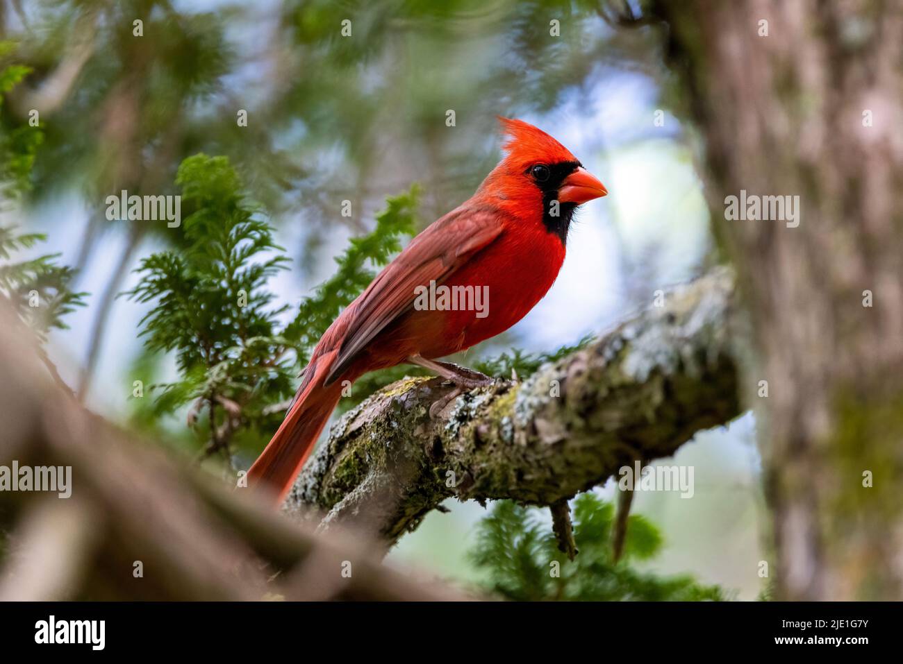 Cardinale maschile del Nord (Cardinalis cardinalis) - Brevard, Carolina del Nord, USA Foto Stock