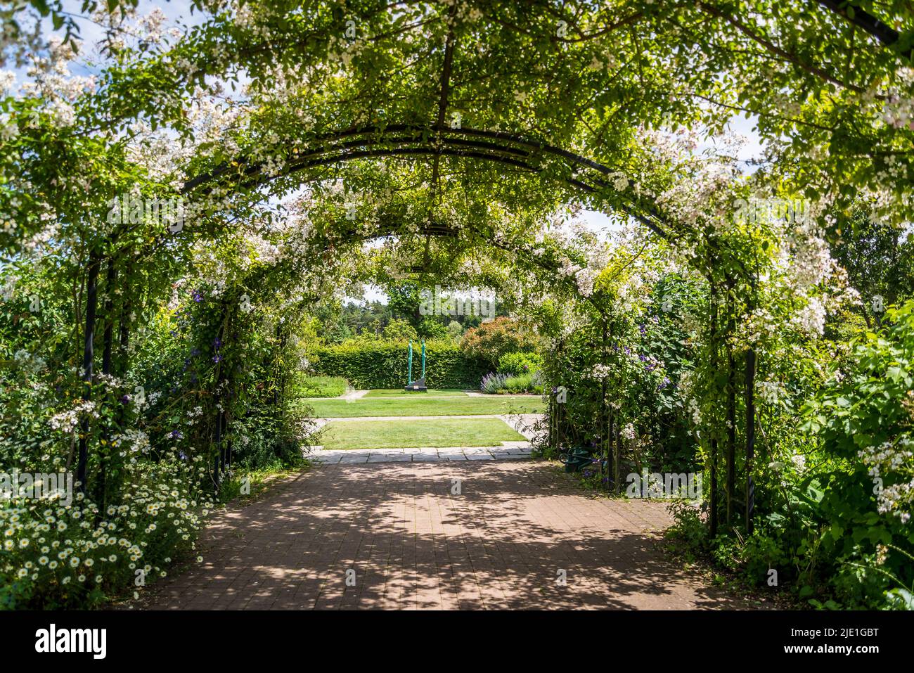 Rosa mulliganii, Mulligan si è innalzato su un arco nel Giardino del Cottage, RHS Wisley Gardens, Surrey, Inghilterra, Regno Unito Foto Stock Rosa mulliganii, Mulligan si è innalzato su un arco nel Giardino del Cottage, RHS Wisley Gardens, Surrey, Inghilterra, Regno Unito Foto Stock