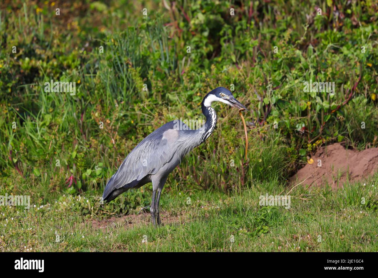 Uccello di Erone a testa nera con serpente catturato (Ardea melanocephala) Foto Stock