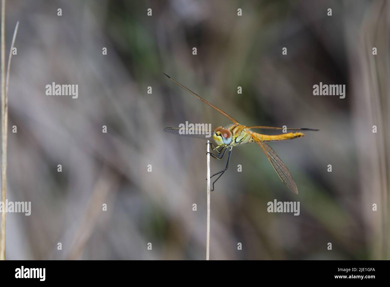 Epaulet Skimmer Dragonfly arroccato su Twig (Orthetrum chrisostigma) Foto Stock