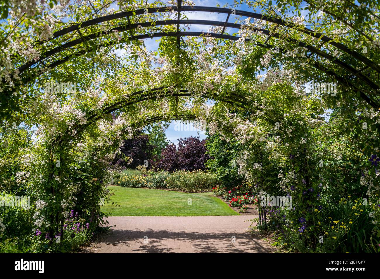 Rosa mulliganii, Mulligan si è innalzato su un arco nel Giardino del Cottage, RHS Wisley Gardens, Surrey, Inghilterra, Regno Unito Foto Stock Rosa mulliganii, Mulligan si è innalzato su un arco nel Giardino del Cottage, RHS Wisley Gardens, Surrey, Inghilterra, Regno Unito Foto Stock