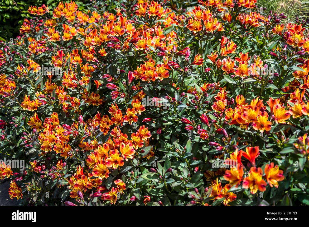 Alstroemeria (estate indiana) + Toronto' (Summer Paradise Series), giglio peruviano Foto Stock