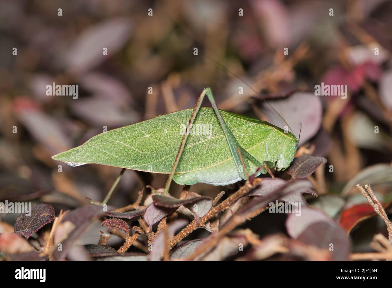 Katydid adulto (Microcentrum) arroccato su un arbusto Loropetalum, vista ventrale. Specie comune di insetto trovato in tutta l'America del Nord. Foto Stock
