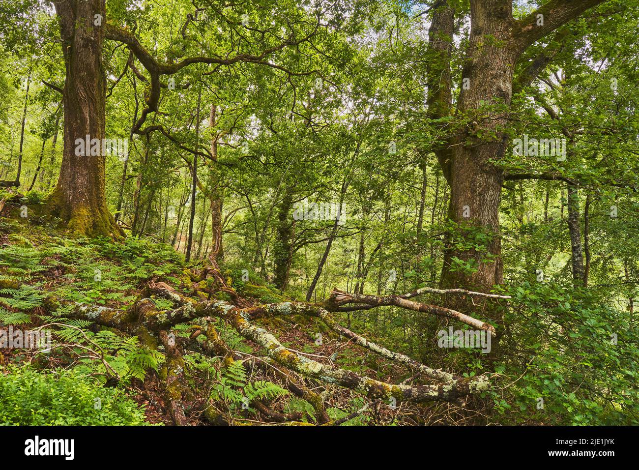Ombreggiato bosco di apertura in querce bosco, Galles Foto Stock
