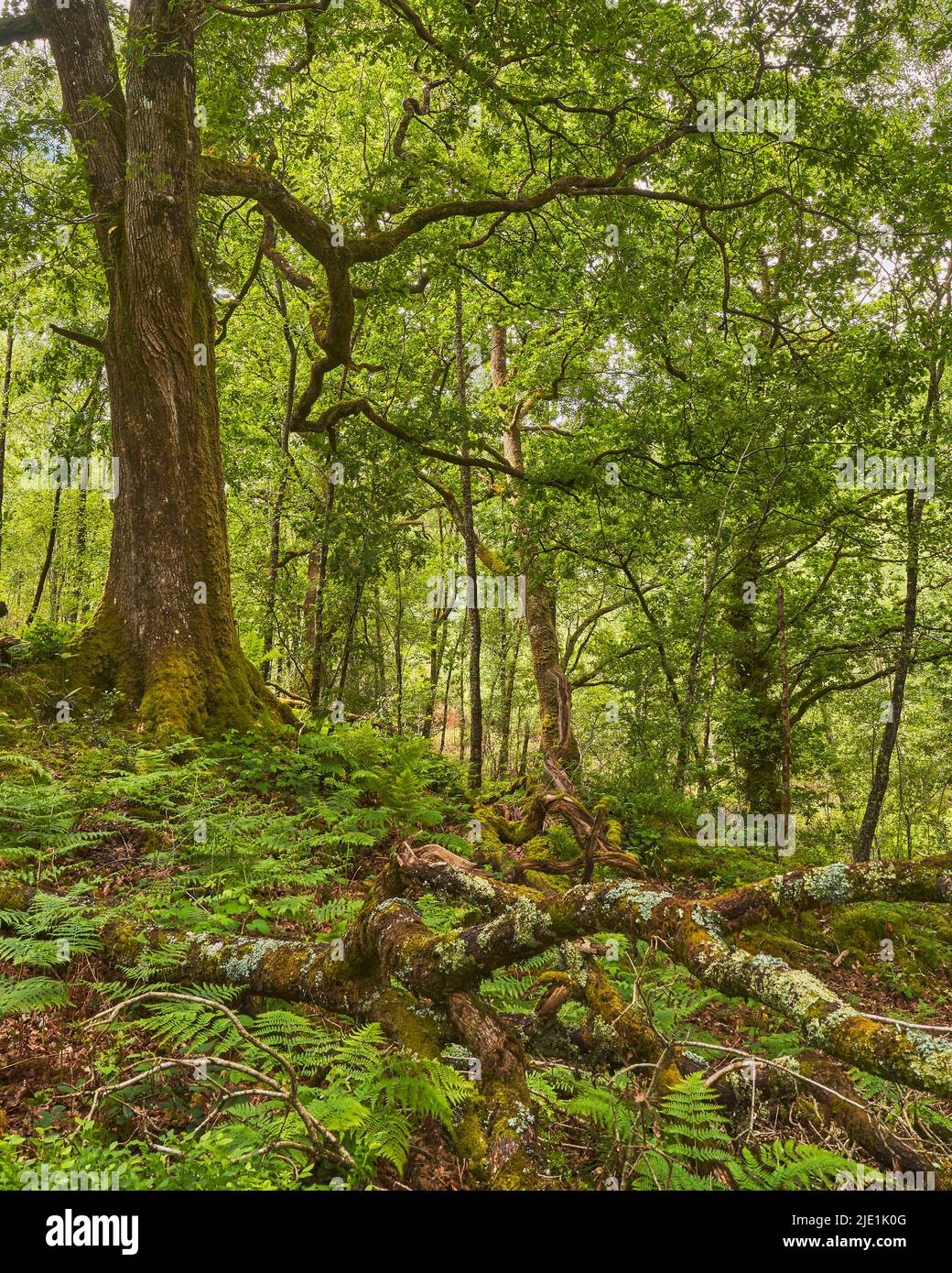 Apertura in legno ombreggiato in legno di quercia, Galles (ritratto) Foto Stock
