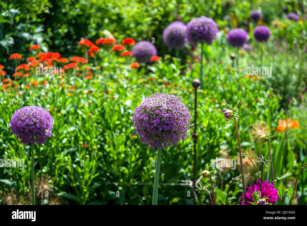 Allium "ambasciatore" Foto Stock