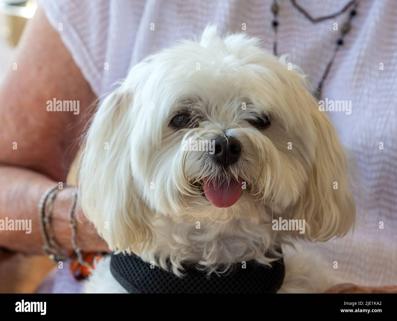 Un Terrier maltese a Nizza Francia Foto Stock