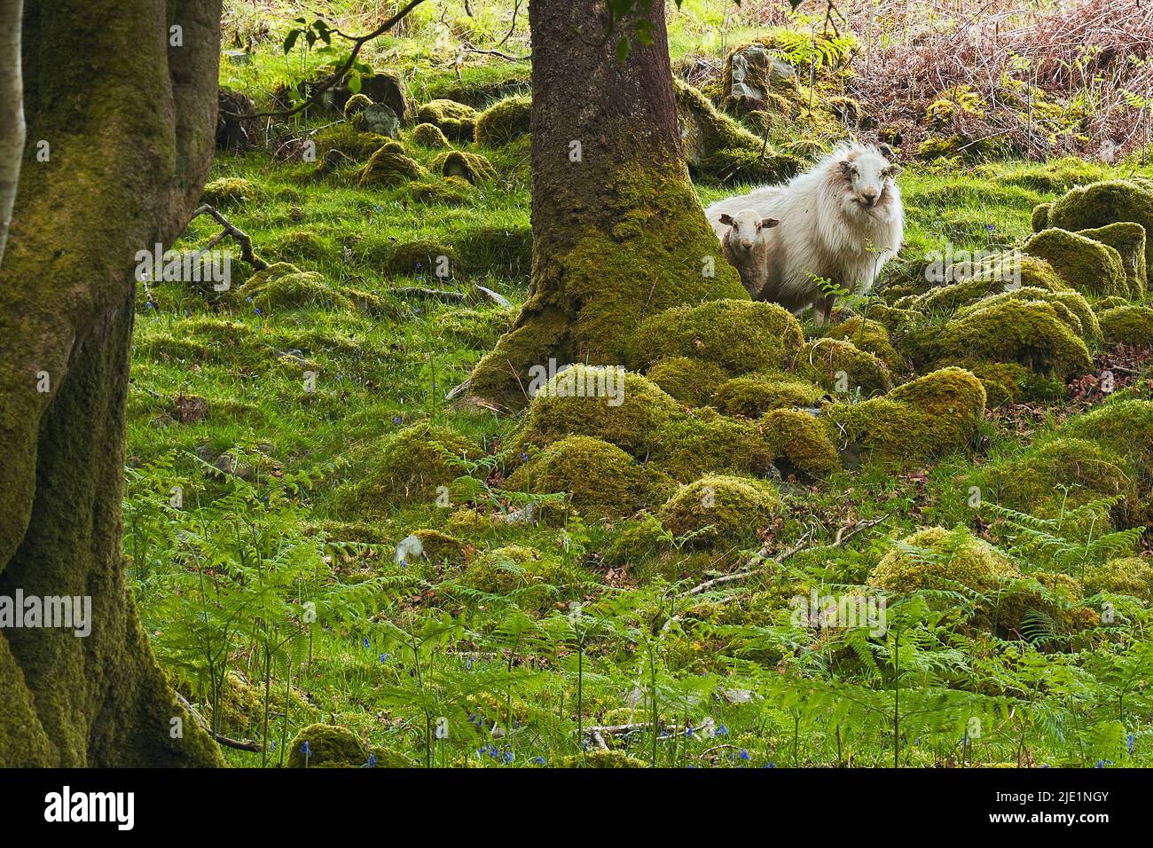 Pecora e agnello peer da dietro un albero Foto Stock