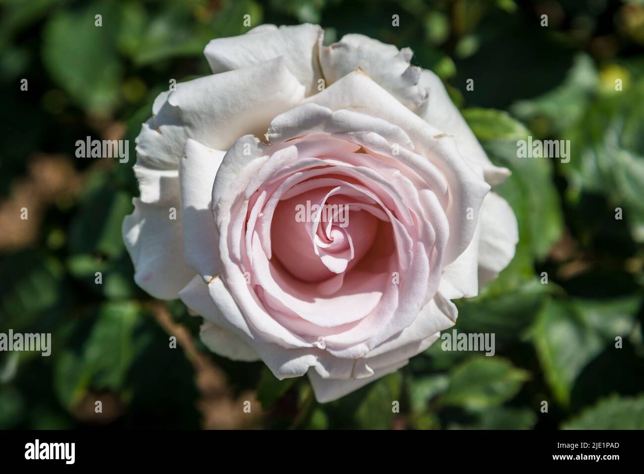 Rosa Belmonte 'Harpearl' Foto Stock