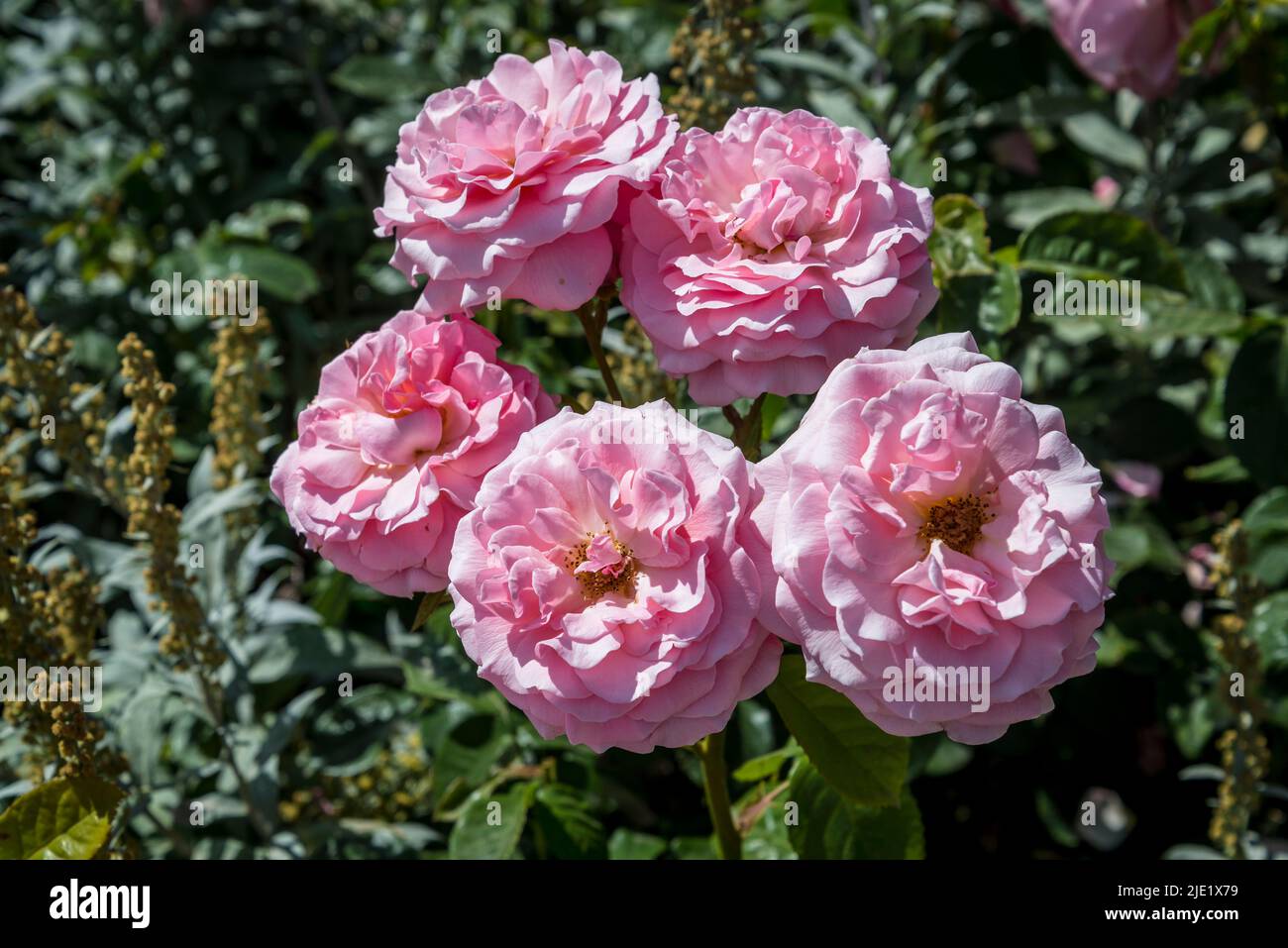 Rosa cariade ('Auspanier') Foto Stock