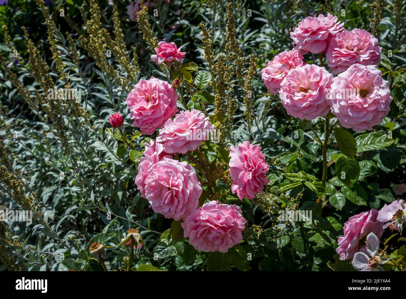 Rosa cariade ('Auspanier') Foto Stock