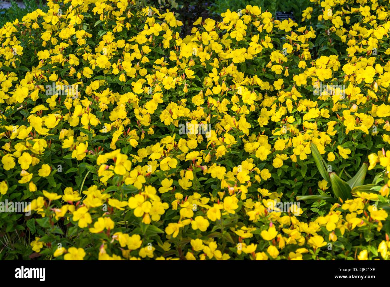 Enotera frutticosa sottospa glauca, gocce di sole a foglia stretta Foto Stock