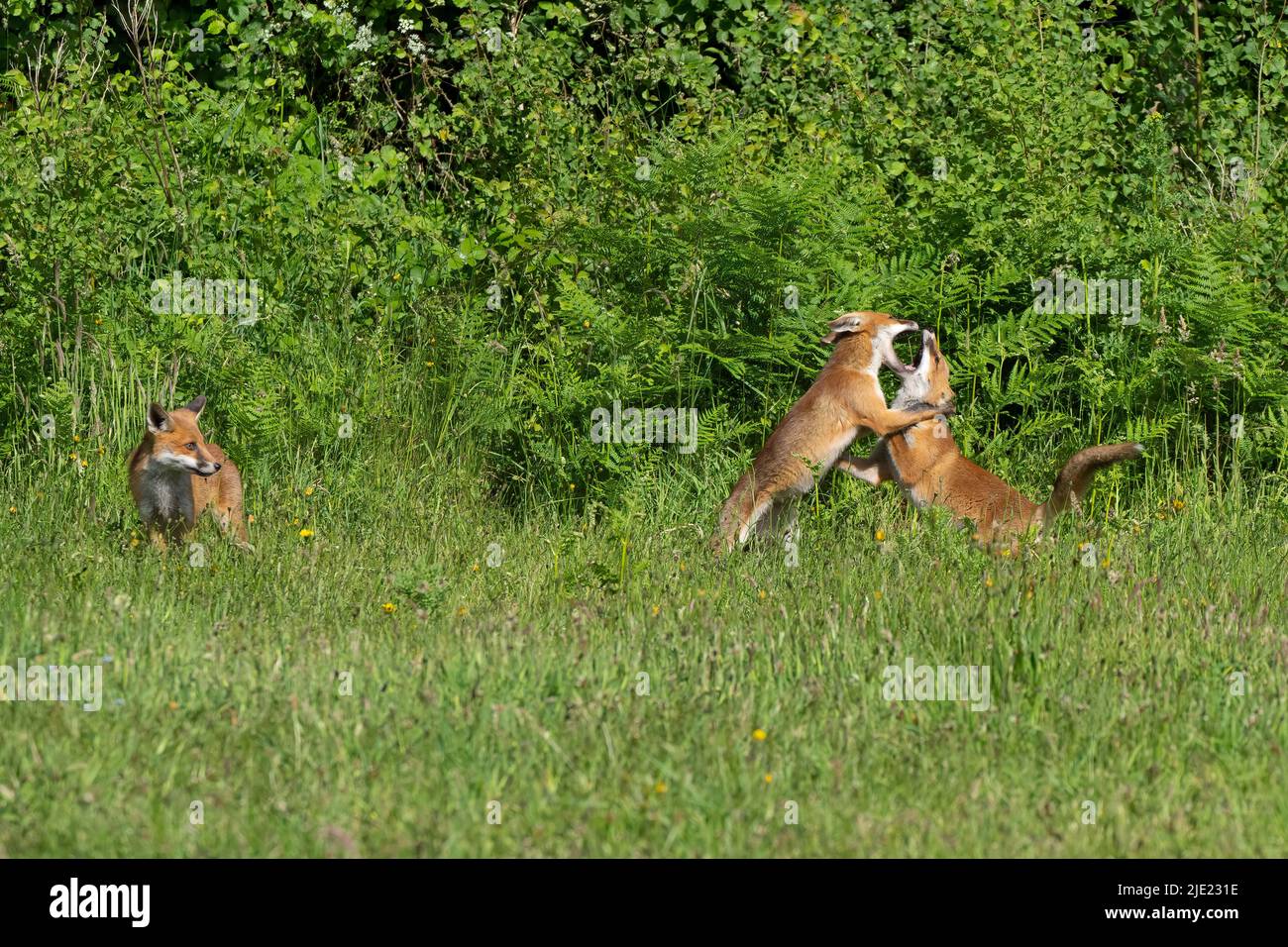 Due giovani kit di volpe rosse al play-Vulpes vulpes. Foto Stock