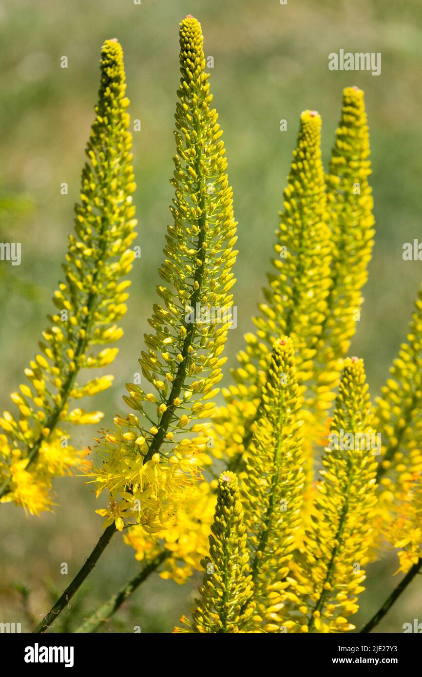 Foxtail Lily, Desert Candle, Eremurus Tap Dance, Fiori, giallo, Spikes, fioritura, erbaceo, Giardino, Fiore Foto Stock