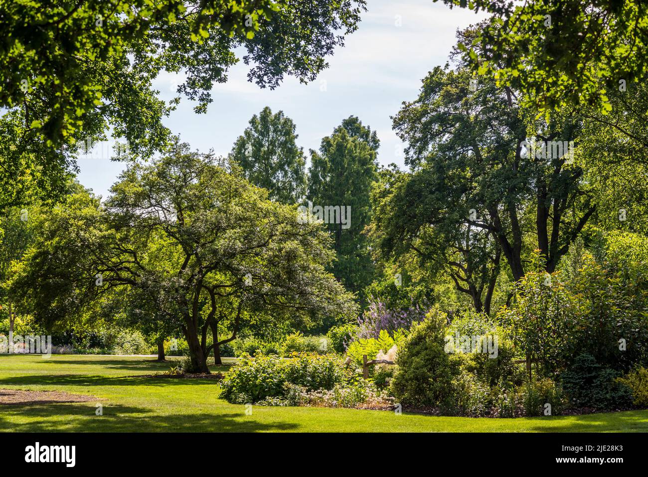 Trees at the Seven Acres, Wisley Garden, Surrey, Regno Unito Foto Stock Trees at the Seven Acres, Wisley Garden, Surrey, Regno Unito Foto Stock