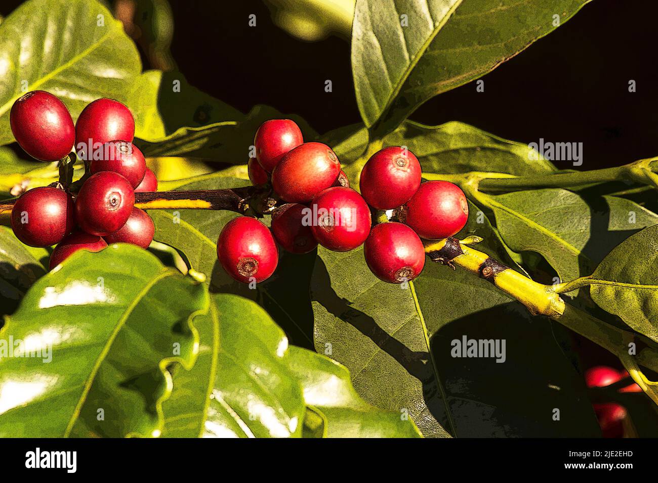 Albero del caffè che porta frutti su sfondo naturale Foto Stock