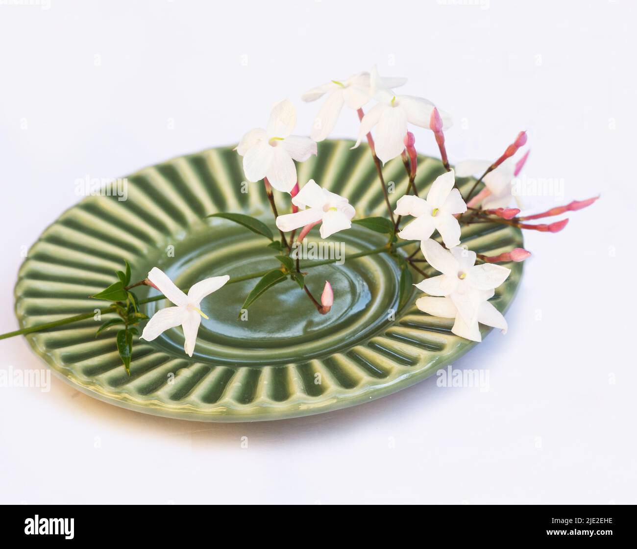 Fiori rosa di gelsomino e germogli su un piatto verde isolato su sfondo bianco Foto Stock