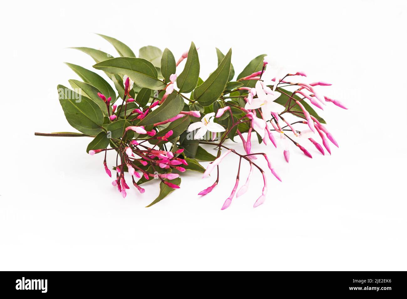 Fiori rosa di gelsomino e germogli isolati su sfondo bianco Foto Stock