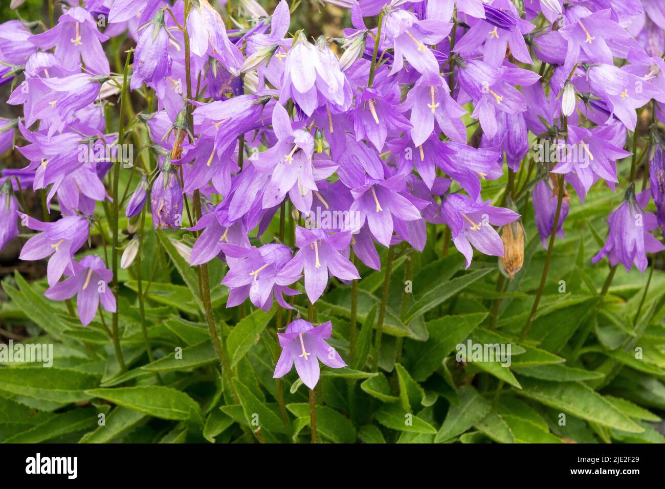 Bellflower, Campanula collina Foto Stock