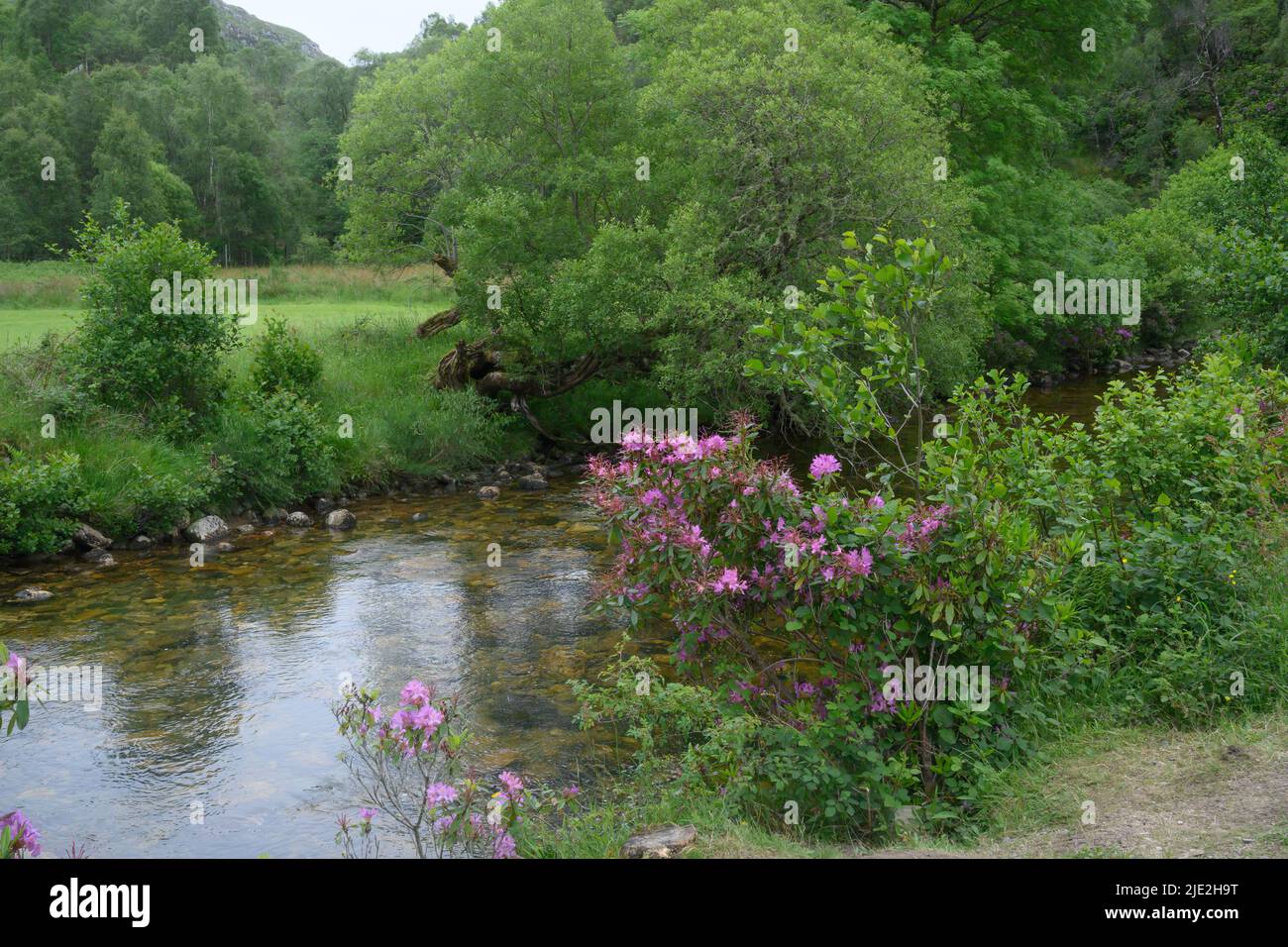 FL, owers e alberi su una riva del fiume Foto Stock