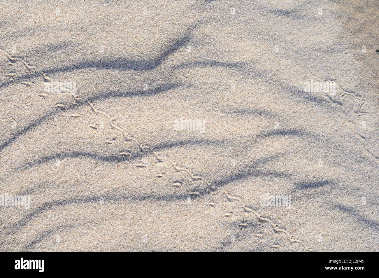Motivi di sabbia a Juan Lacaze's Beach, Colonia, Uruguay Foto Stock