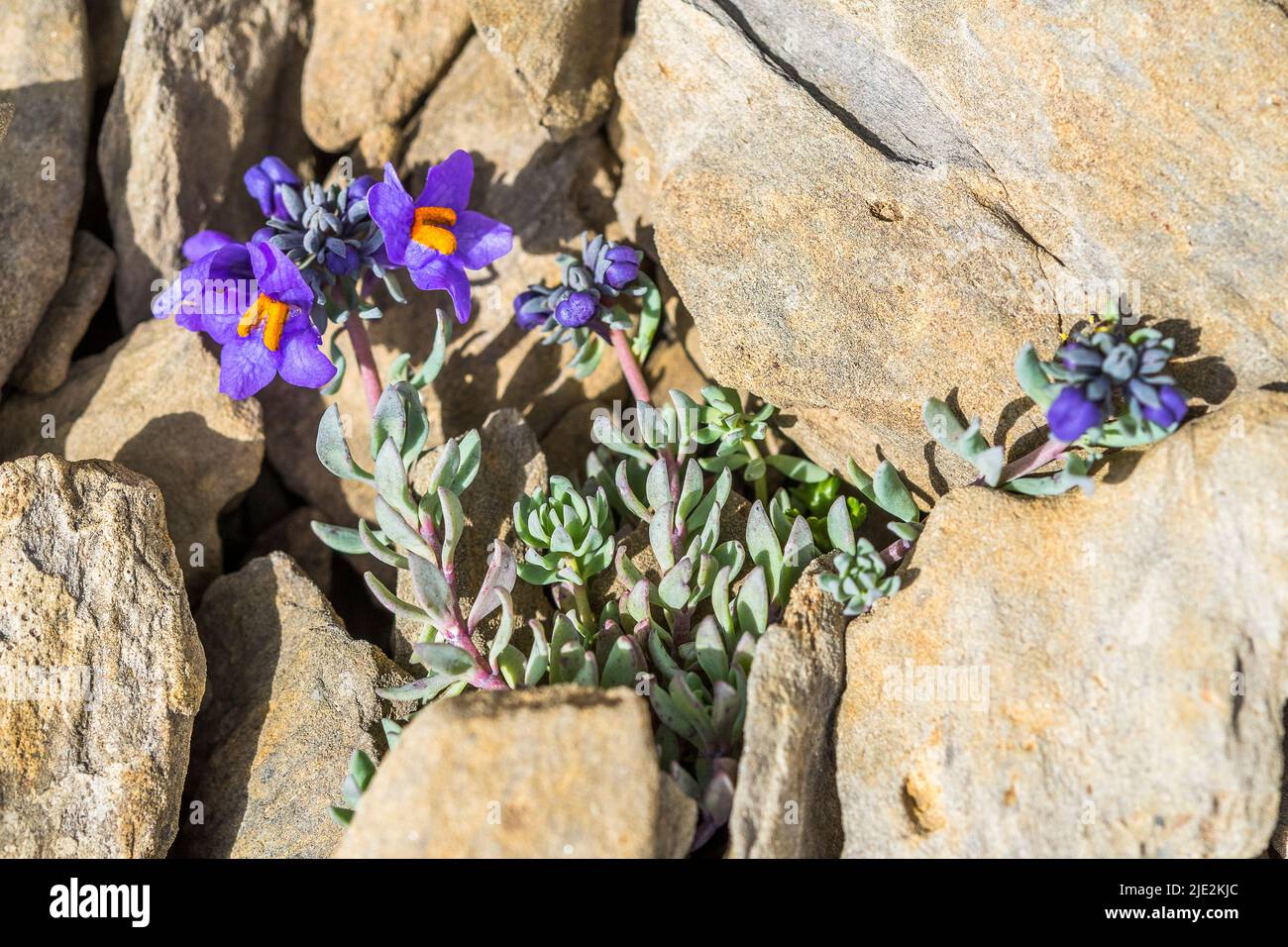 La linaria alpina, a volte chiamata taadflax alpino, è una pianta a fiore di porpora originaria delle zone montuose dell'Europa centrale e meridionale. Foto Stock