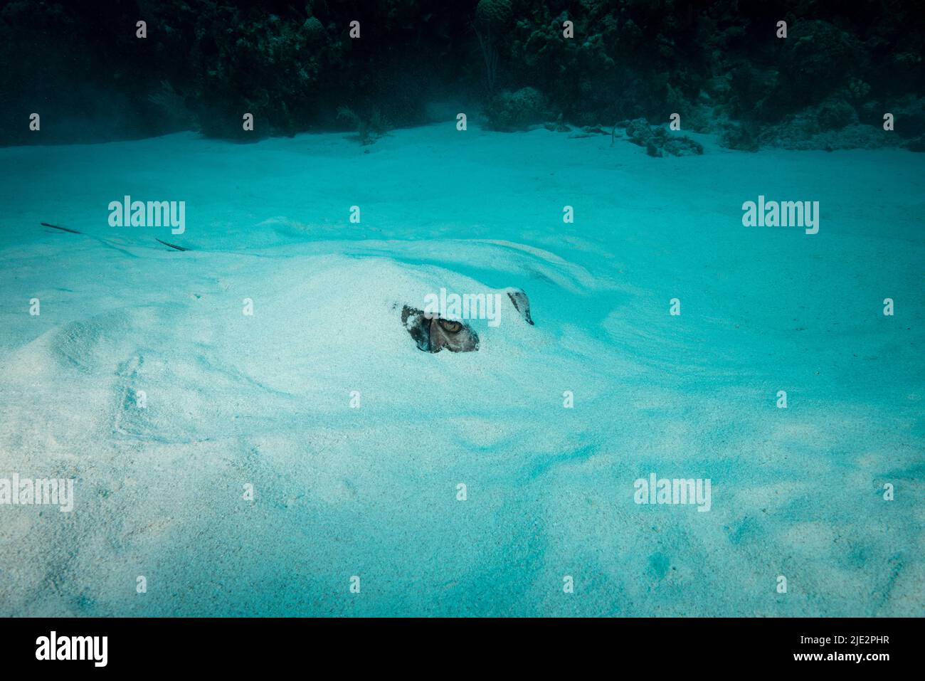 Stingray meridionale sepolto in fondo al fondo dell'oceano a Little Cayman Island nei Caraibi. Foto Stock