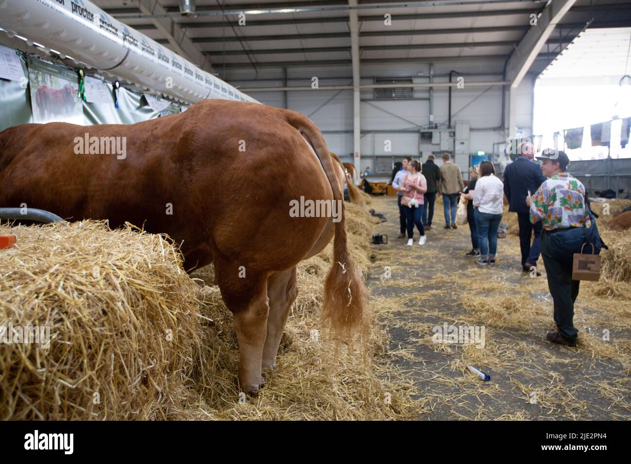 Edimburgo. Scozia, Regno Unito. 24th giugno 2022. Giorno 2 al Royal Highland Show. PIC Credit: Pako Mera/Alamy Live News Foto Stock