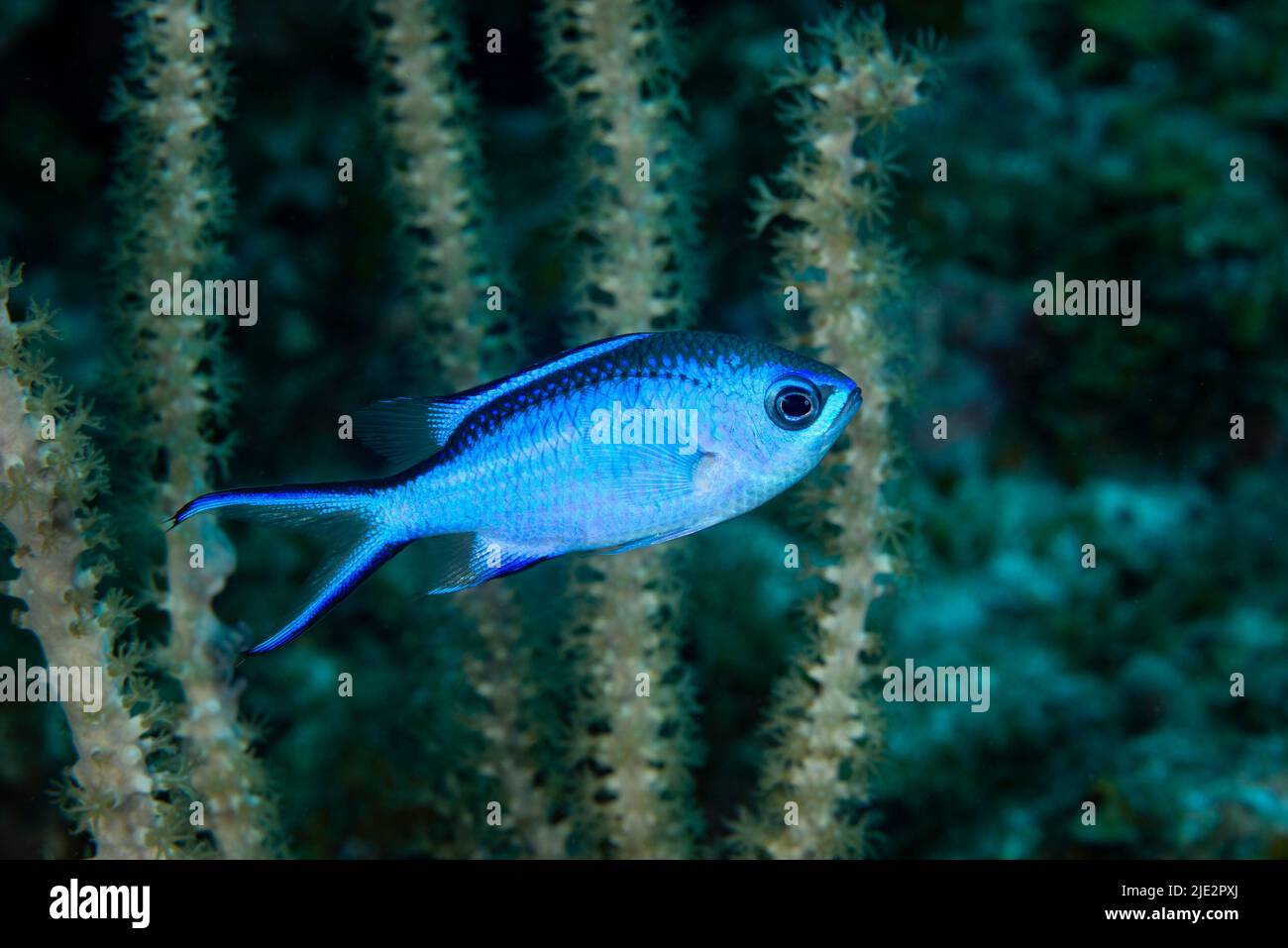 Blue Chromis sulla barriera corallina a Little Cayman Island nei Caraibi Foto Stock
