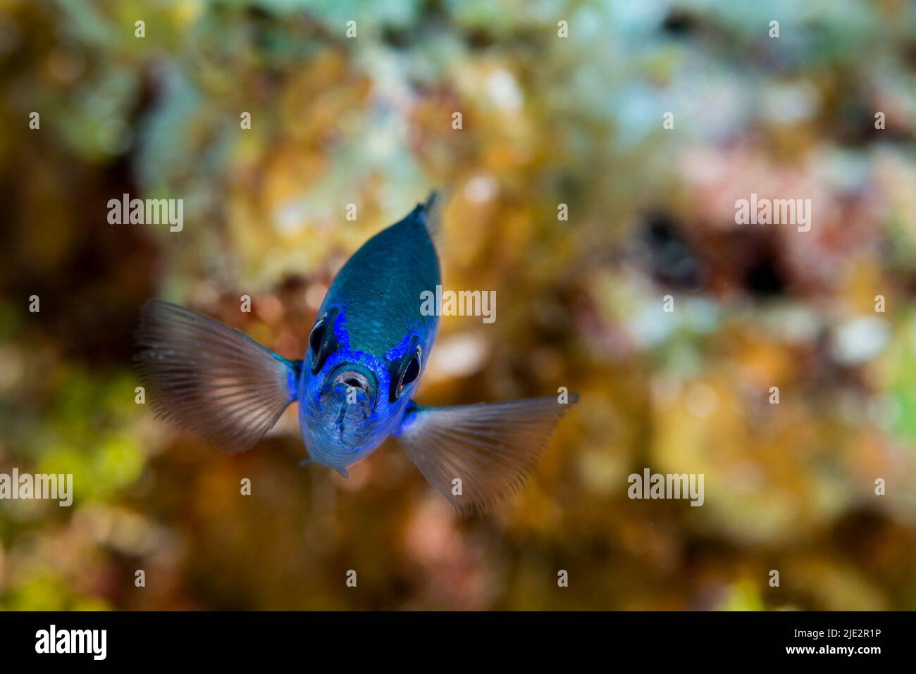 Blue Chromis sulla barriera corallina a Little Cayman Island nei Caraibi Foto Stock