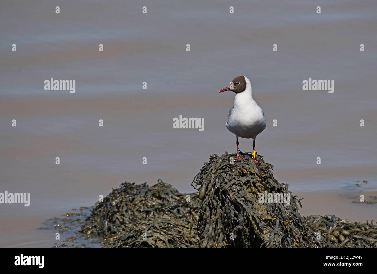 Gabbiano a testa nera (Chrocicocephalus ridibundus) nel piumaggio estivo. L'uccello è stato colorato-ringed come parte di un progetto di studio Foto Stock